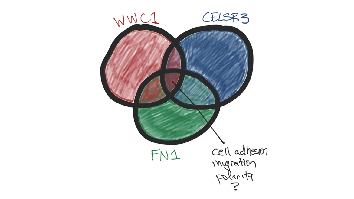 Illustration of genes