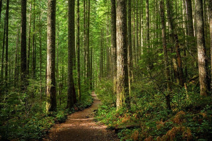 Forest of tall trees
