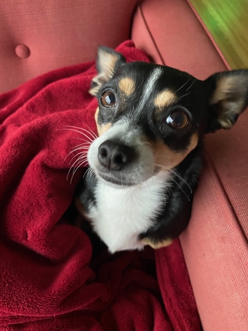 Poppy