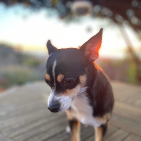 Poppy