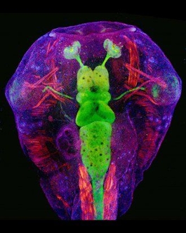 Xenopus tadpole head
