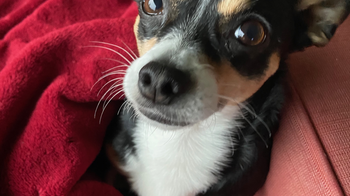 Poppy