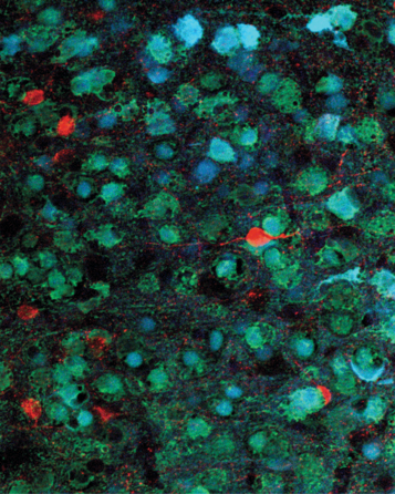 VIP interneurons and other prefrontal neurons