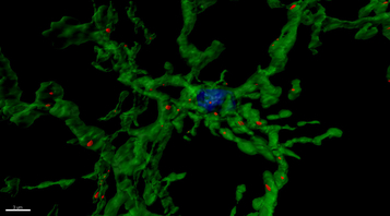 Microglia