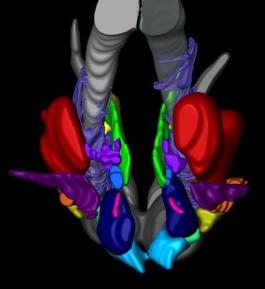 human-hypothalamus-reconstruction.jpg