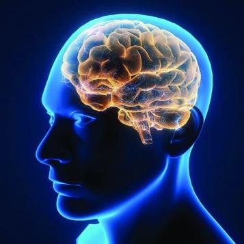 Illustration of human brain