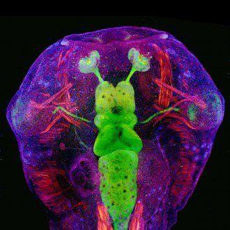 A microscope image of a Xenopus tadpole head, highlighting its nervous system in green, muscle in red, and cell nuclei in blue.