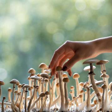 photo of a hand picking psychedelic mushrooms